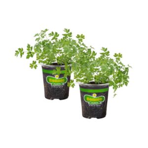Bonnie Plants 3806163 2 -Pack Flat Italian Parsley in 2 -Pack Pot