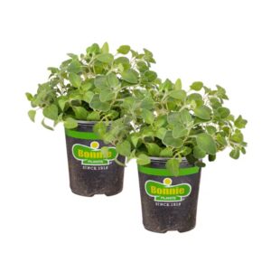 Bonnie Plants 3806154 2 -Pack Italian Oregano in 2 Ounce(s) Pot