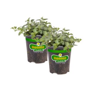 Bonnie Plants 3806159 2 -Pack Peppermint in 2 -Pack Pot
