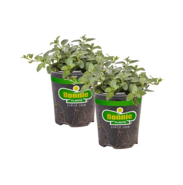 Bonnie Plants 3806159 2 -Pack Peppermint in 2 -Pack Pot