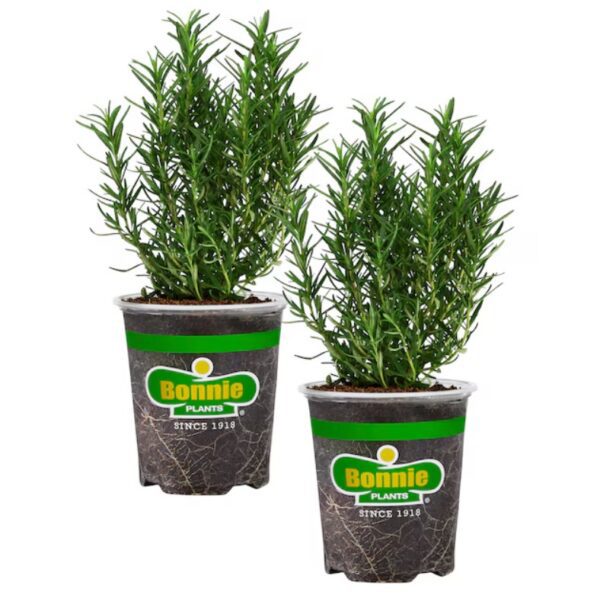 Bonnie Plants 5457512 2 -Pack Rosemary in 2 -Pack Pot