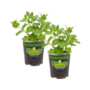 Bonnie Plants 3806158 2 -Pack Sweet Mint in 2 -Pack Pot
