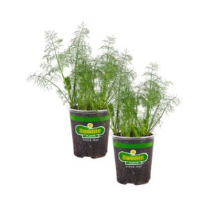Bonnie Plants 5517565 2.0 -Pack Fernleaf Dill in 19.3 Ounce(s) Pot