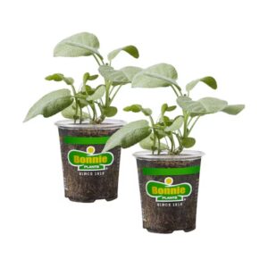 Bonnie Plants 3806156 2.0 -Pack Garden Sage in 2 Ounce(s) Pot