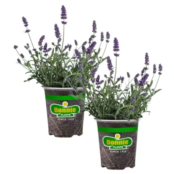 Bonnie Plants 5457513 2.0 -Pack Lavender in 19.3 Ounce(s) Pot
