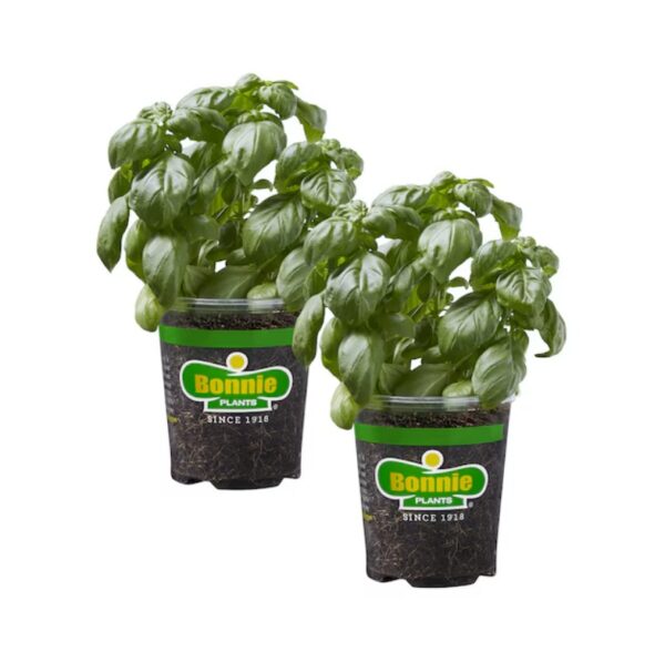 Bonnie Plants 3806149 2.0 -Pack Sweet Basil in 19.3 Ounce(s) Pot